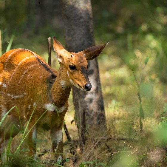 Common Wildlife in Ghana