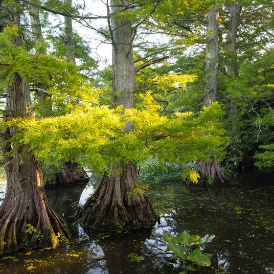 Cabins & Camping at Reelfoot Lake in Tennessee | USA Today