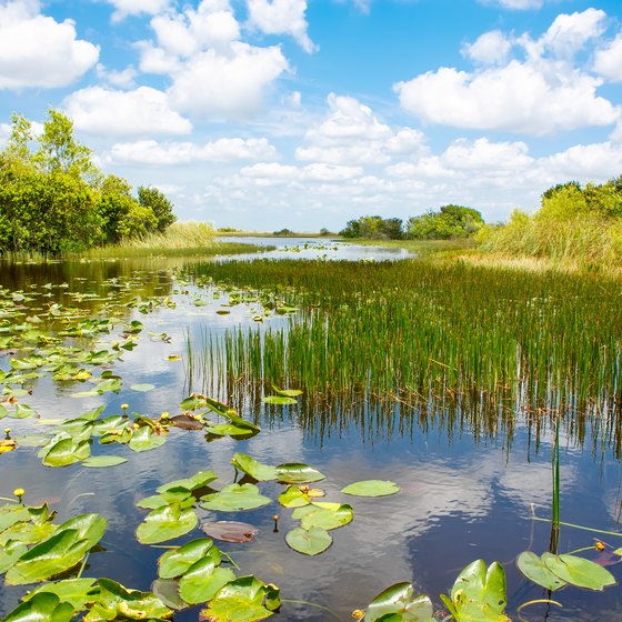 Interesting Facts About the Everglades National Park