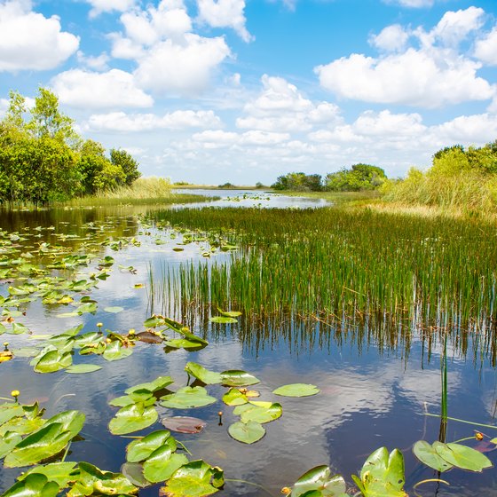 Top 27+ Wallpapers subtropical wetlands located in southeastern portion of the u.s. state of florida Full HD, 2k, 4k