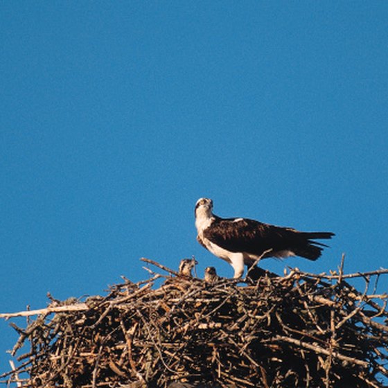 Osprey and many other birds often nest on the shores of Marco Island.