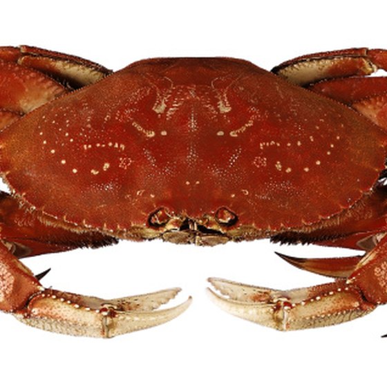 Dungeness crab is found in Pacific Ocean waters.