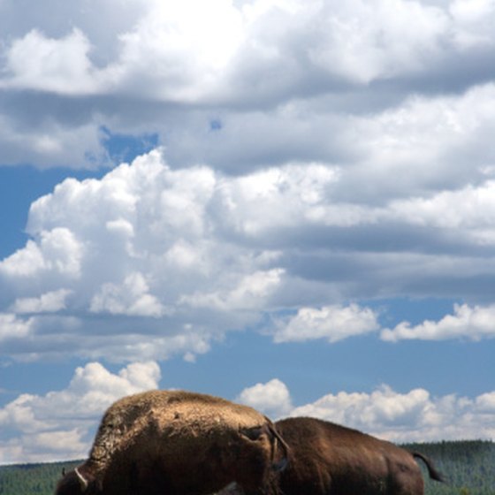 Buffalo roam in Yellowstone National Park.