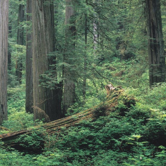 Redwood forest covers much of California's Humboldt County.