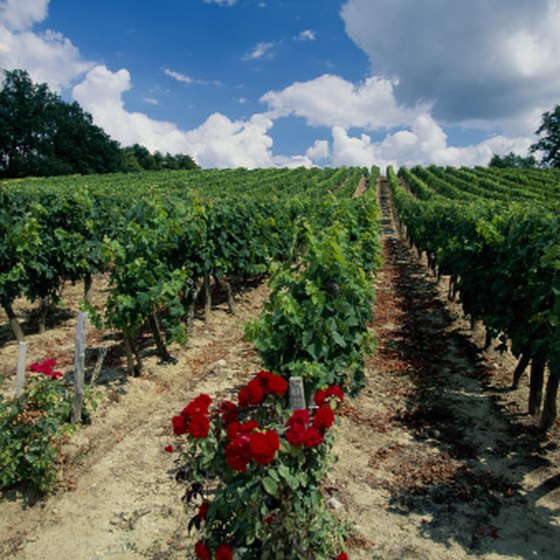 Visit French wineries in the spring for the fairest traveling weather.