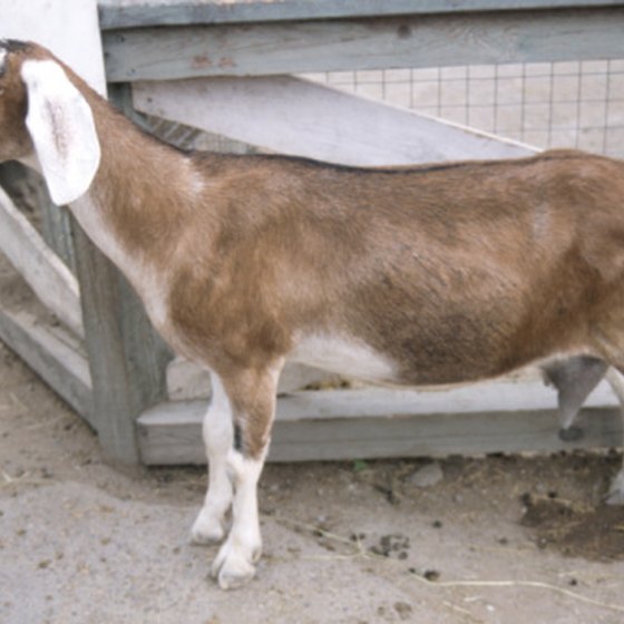 Goats are among the animals kids can meet in a petting zoo.