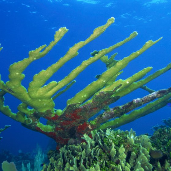 Arashi Beach hosts some striking elkhorn corals.