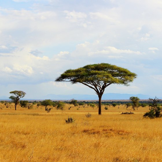 african plants and trees