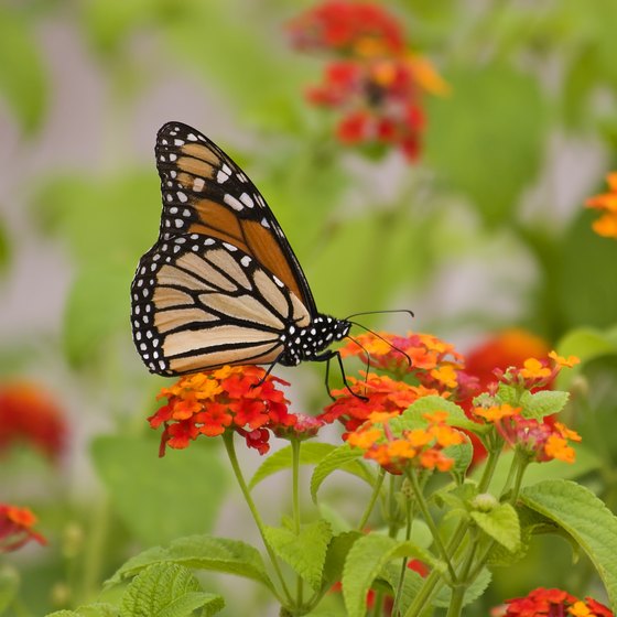 Butterfly Gardens in Tennessee