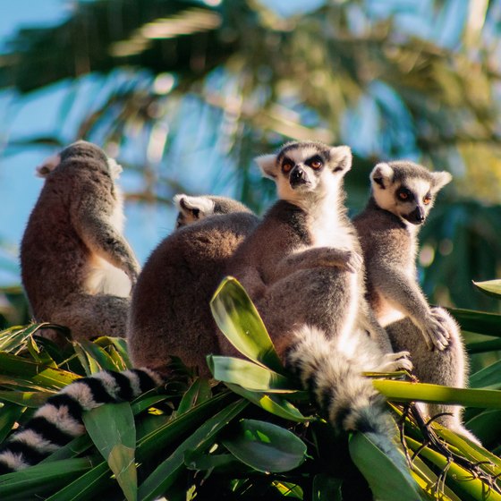 eco tourism in madagascar