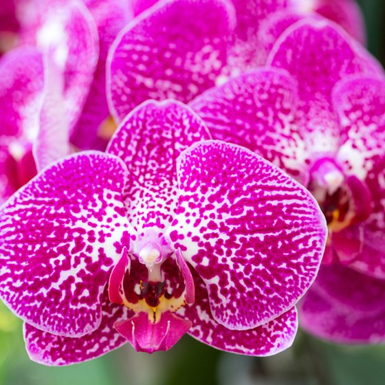 Flowers in the Amazon Rainforest USA Today