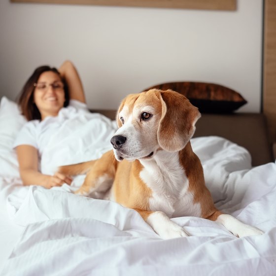 Cheap Pet Friendly Motels