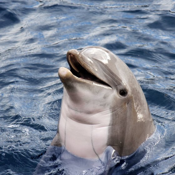 Swimming With Dolphins in Maryland