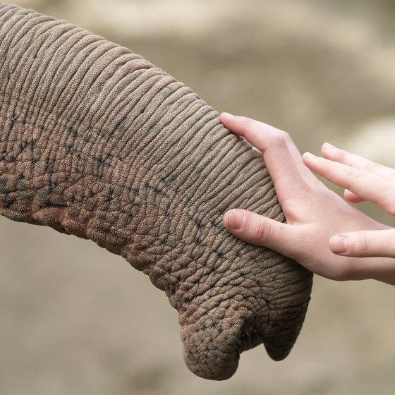 Petting Zoos With Elephants in Houston