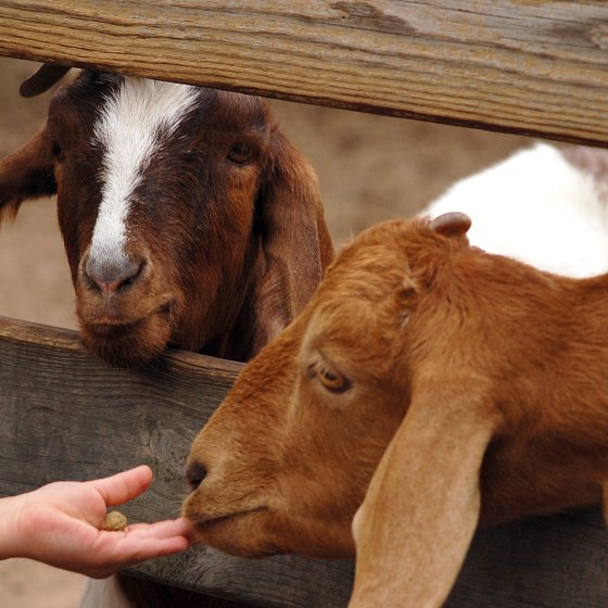 Petting Zoos in Pigeon Forge, Tennessee