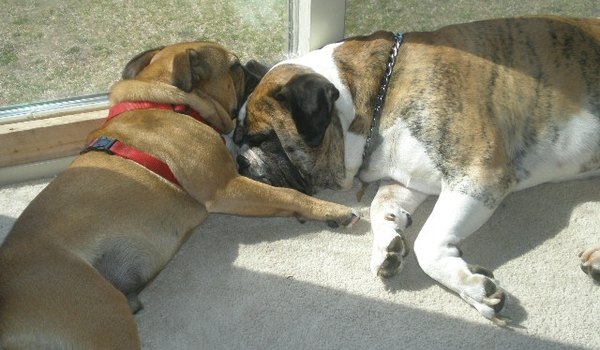 how to house an adopted house pets animals how to house an adopted house pets animals
