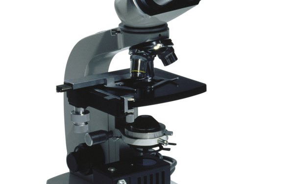 Cómo calibrar microscopios (En 5 Pasos)