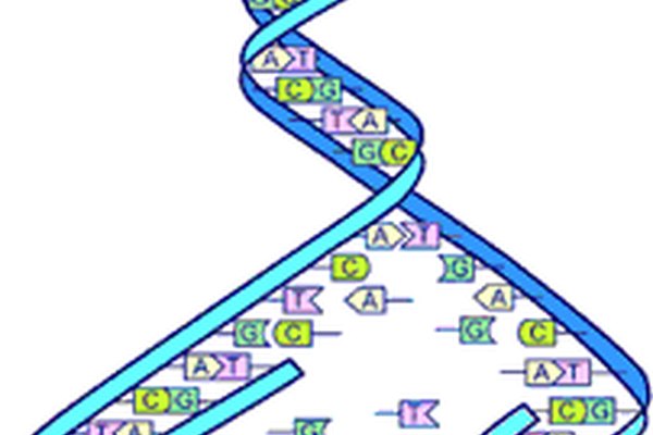 El ADN que se está copiando. Su estructura y patrón de proteínas.