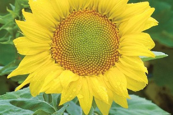 Girasol.