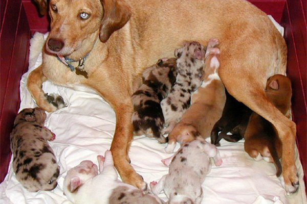 Cuando los cachorros son destetados o en el caso de un falso embarazo, hay algunas cosas que puedes hacer para ayudar a tu perra a reducir su producción de leche hasta que deje de lactar.