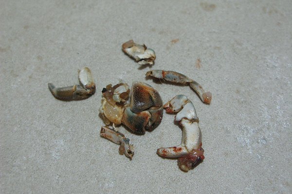 A menudo es difícil saber si tu cangrejo ermitaño está muerto o si sólo está mudando su cascarón.