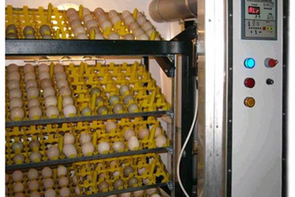 Las incubadoras de aire forzado pueden empollar más huevos.