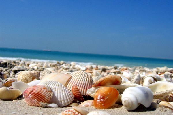 Observa la marea para ayudarte a desenterrar hermosas conchas de mar.