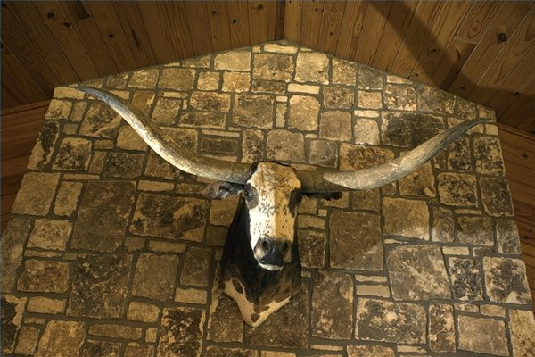 Conviértete en un taxidermista.