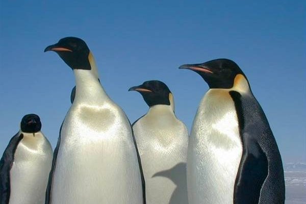 Los pingüinos son una de las especies de aves que no pueden volar.
