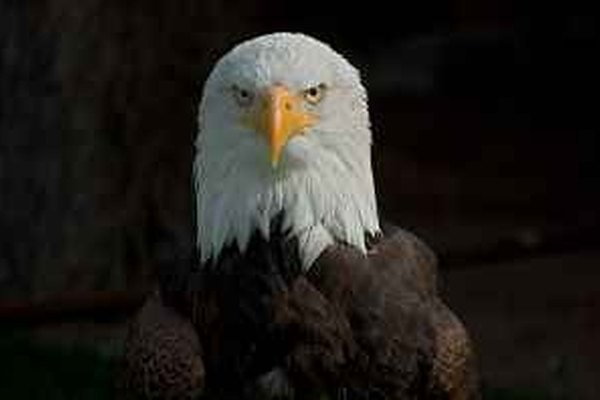 Las aves rapaces son el águila, el halcón, el buitre y el búho.