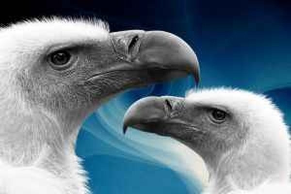 Qué tipo de comida comen las diferentes aves.