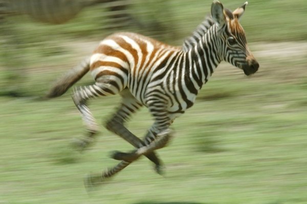 ¿Cuán rápido puede correr una cebra?