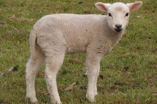 Los corderos son ovejas de 1 año de edad o menos.