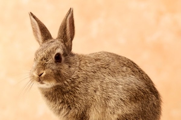 Snare traps are useful for trapping rabbits.