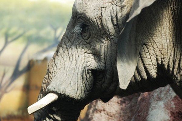 Elephant costumes should focus on the animal's distinctive long trunk and large ears.