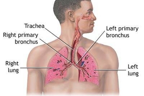 What Are The Main Reasons For Shortness Of Breath