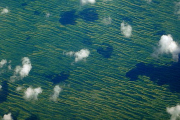 Una vista aérea de plantas oceánicas.