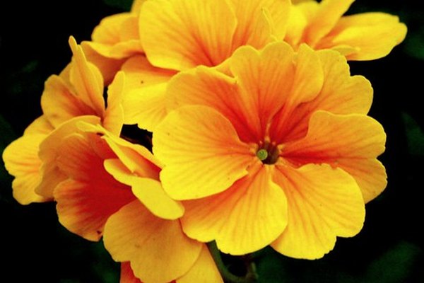 Un pequeño ramo de flores es un regalo de buen gusto.