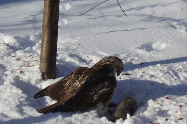 Los halcones son aves carnívoras.