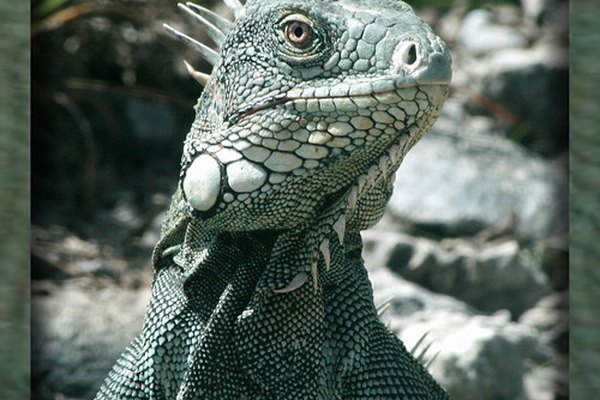 Lagarto alerta.