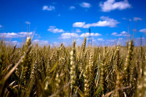 El trigo se cultiva desde hace miles de años.