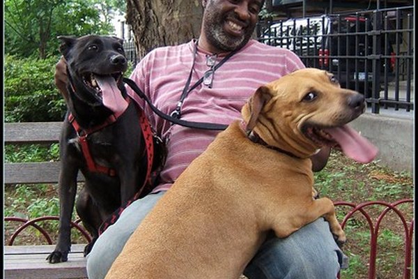 Dos perros que compiten por la atención de su dueño.