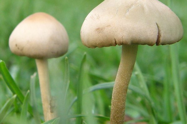 El champiñón es el cuerpo fructífero de un hongo.