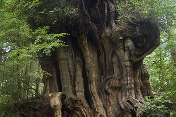 Los árboles sicómoro pueden crecer hasta 100 pies (30,48 m) de alto.