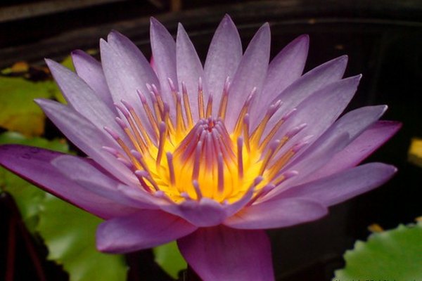 La flor de loto.
