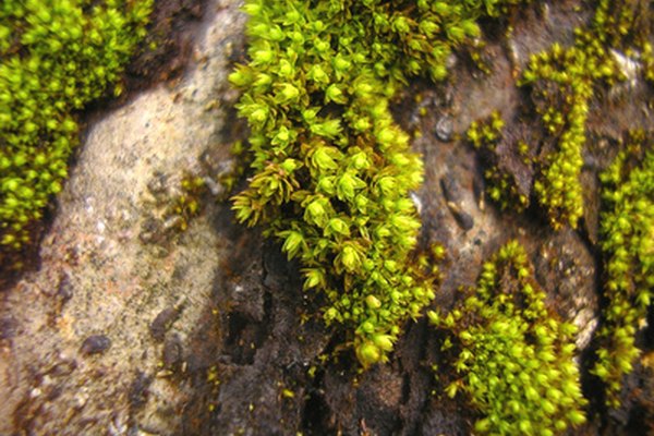 El color verde musgo aparece en la naturaleza como un tono de verde amarillento opaco.