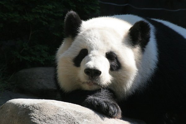 La dieta de un panda gigante consiste de un 99% de bambú.
