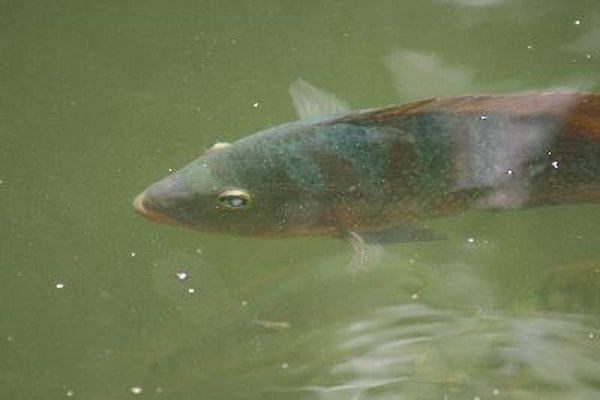 Puede determinarse el sexo de la tilapia examinando el área de la papila y los órganos reproductivos en la parte inferior del pez.