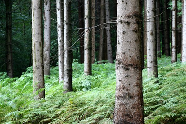 Los helechos son parte importante del ecosistema de un bosque.
