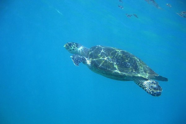Las tortugas de mar ganaron fama en la película de Disney